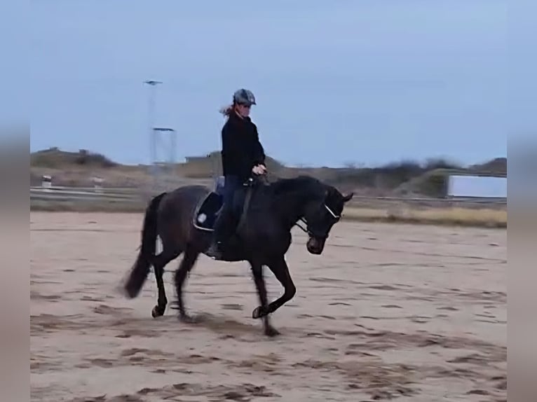 Hanoverian Gelding 5 years 16,1 hh Smoky-Black in Raben Steinfeld