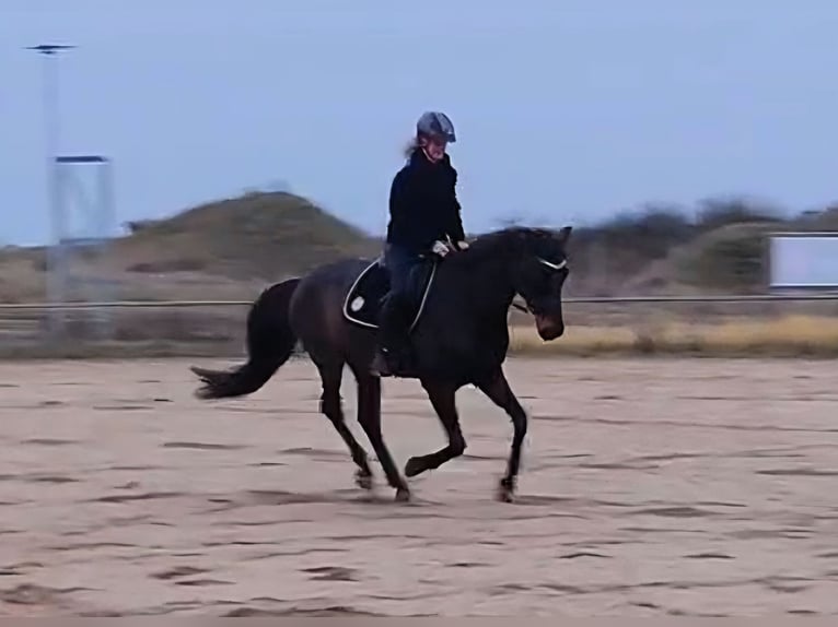 Hanoverian Gelding 5 years 16,1 hh Smoky-Black in Raben Steinfeld