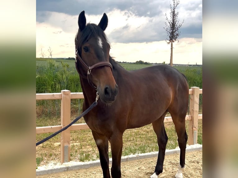Hanoverian Gelding 5 years 16,1 hh Smoky-Black in Wiesbaden