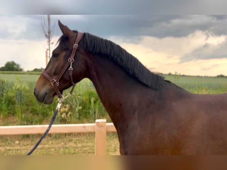 Hanoverian Gelding 5 years 16,1 hh Smoky-Black in Wiesbaden