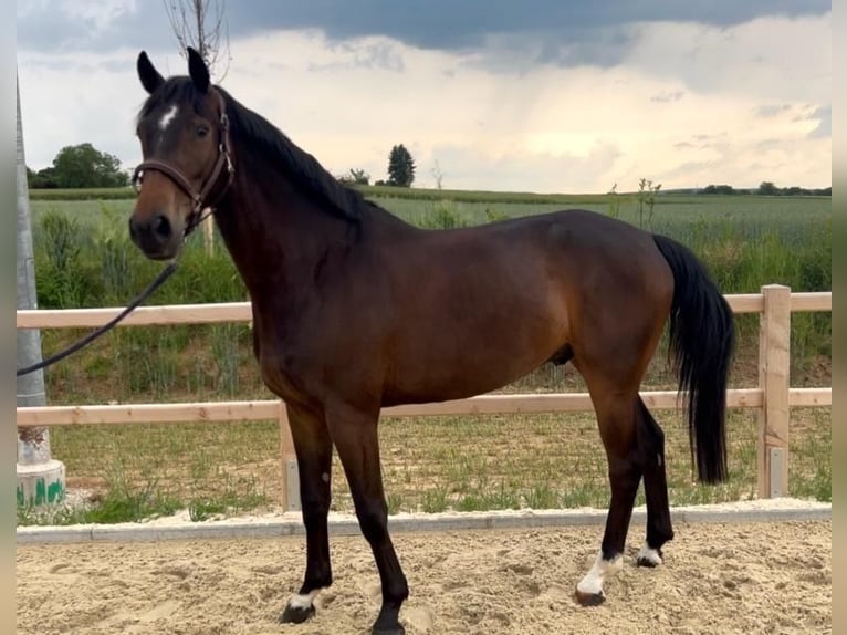 Hanoverian Gelding 5 years 16,1 hh Smoky-Black in Wiesbaden