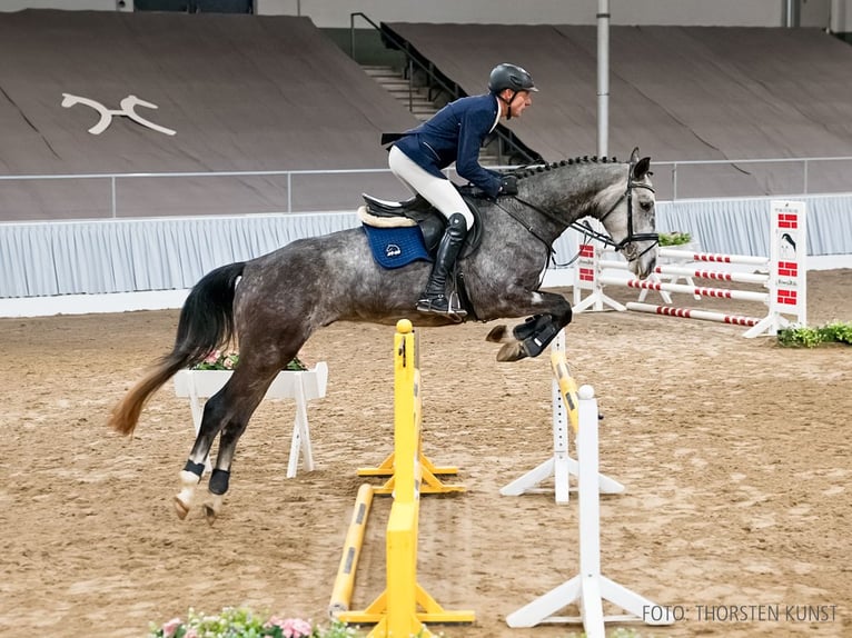 Hanoverian Gelding 5 years 16,1 hh Smoky-Black in Verden
