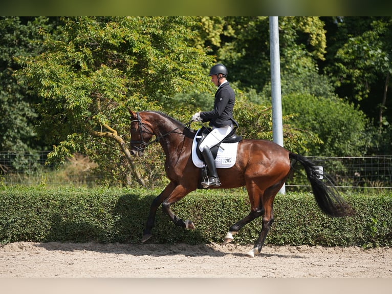 Hanoverian Gelding 5 years 16,2 hh Bay-Dark in Brieselang