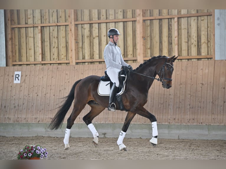 Hanoverian Gelding 5 years 16,2 hh Bay-Dark in Brieselang