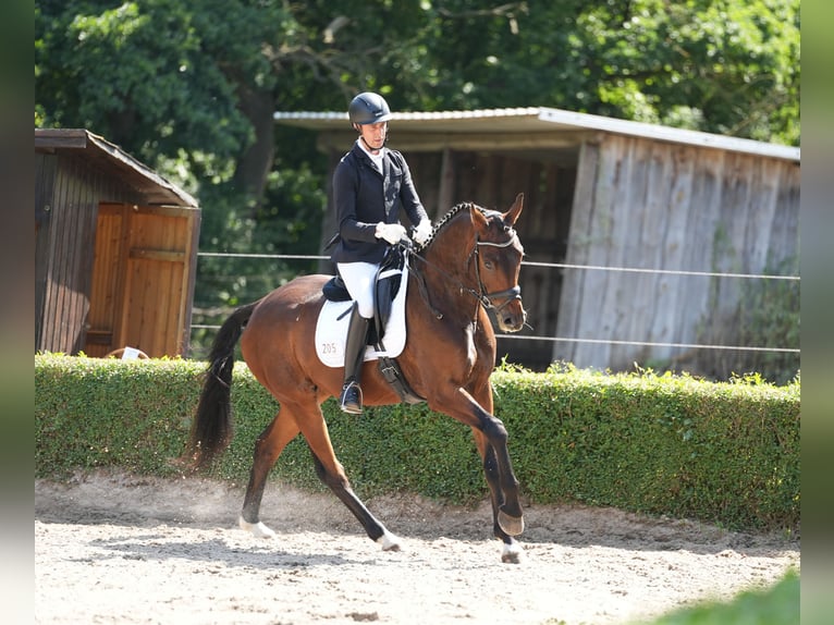 Hanoverian Gelding 5 years 16,2 hh Bay-Dark in Brieselang
