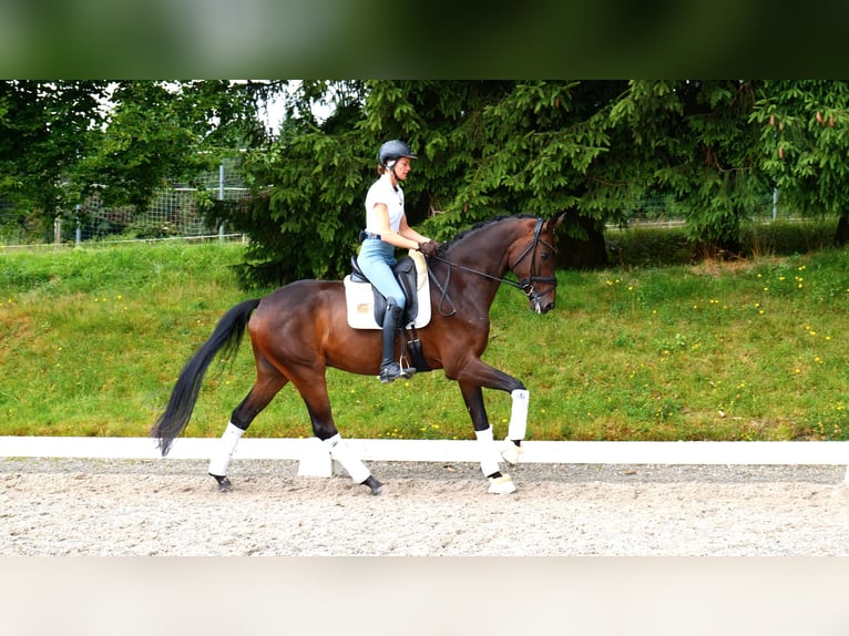 Hanoverian Gelding 5 years 16,2 hh Bay-Dark in Freiensteinau
