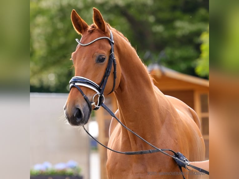 Hanoverian Gelding 5 years 16,2 hh Bay-Dark in Verden