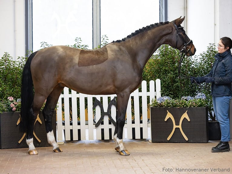 Hanoverian Gelding 5 years 16,2 hh Bay-Dark in Verden