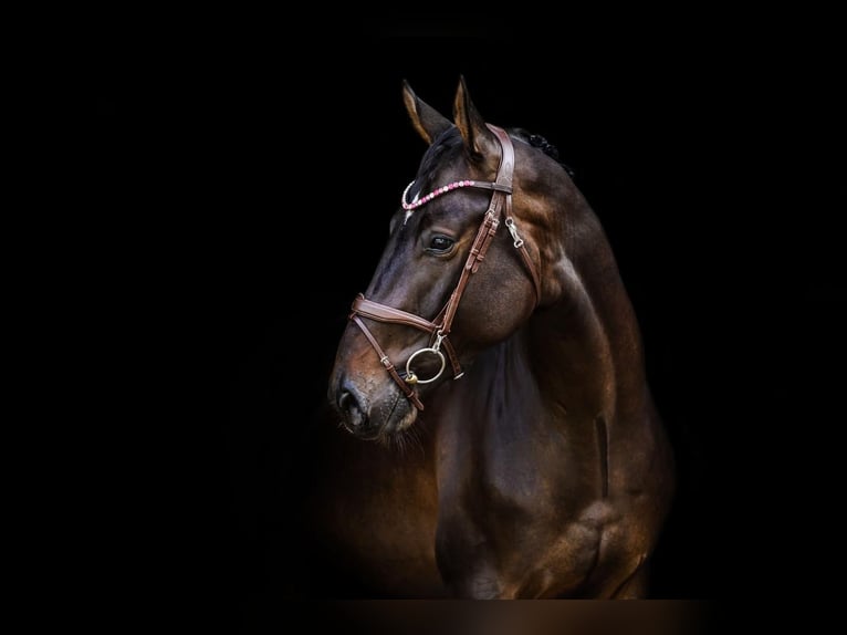 Hanoverian Gelding 5 years 16,2 hh Bay-Dark in Rheinbach