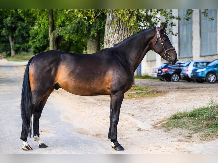Hanoverian Gelding 5 years 16,2 hh Bay-Dark in Rheinbach