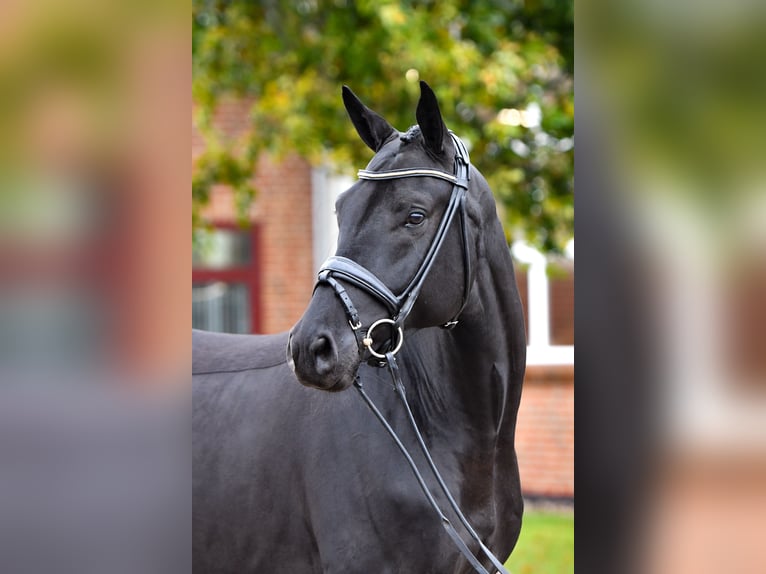 Hanoverian Gelding 5 years 16,2 hh Black in Brodersdorf