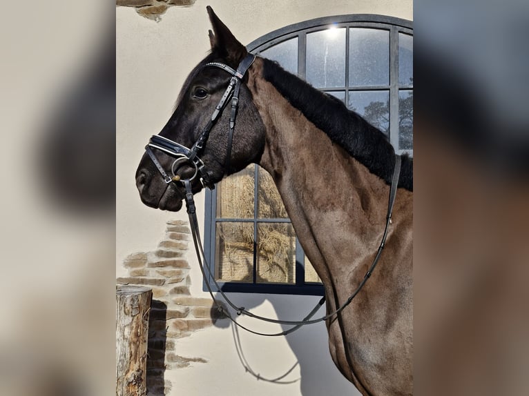 Hanoverian Gelding 5 years 16,2 hh Black in Hagen