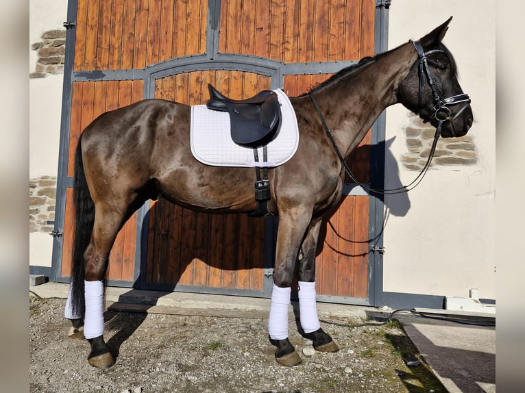 Hanoverian Gelding 5 years 16,2 hh Black in Hagen