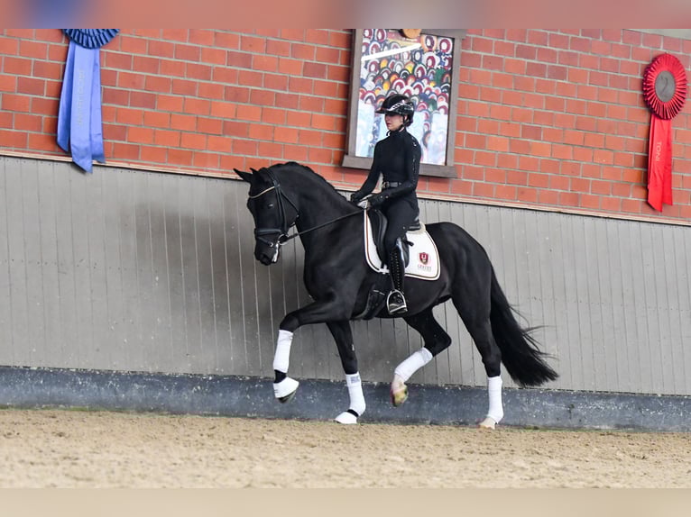 Hanoverian Gelding 5 years 16,2 hh Black in Brodersdorf