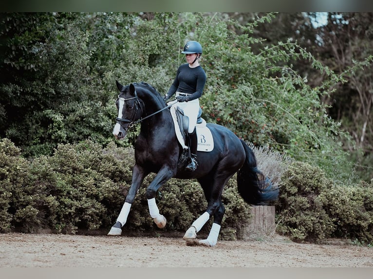 Hanoverian Gelding 5 years 16,2 hh Black in Riedstadt