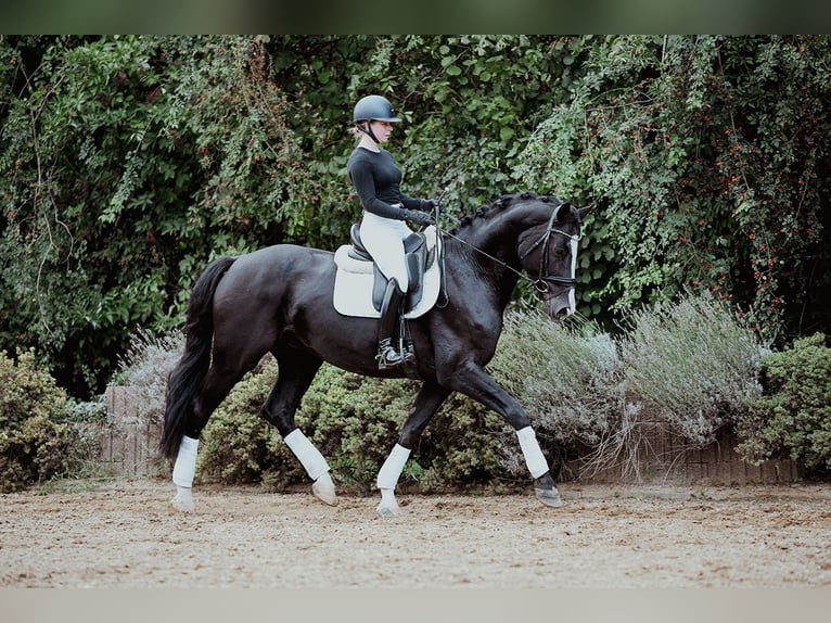 Hanoverian Gelding 5 years 16,2 hh Black in Riedstadt