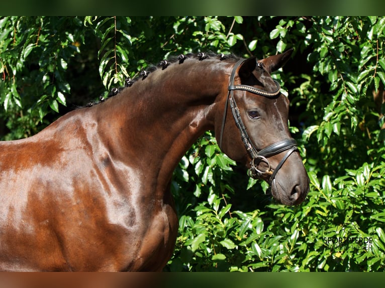 Hanoverian Gelding 5 years 16,2 hh Black in Schapen