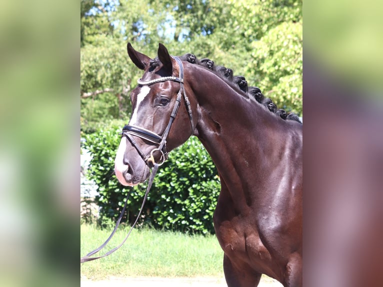 Hanoverian Gelding 5 years 16,2 hh Black in Selsingen
