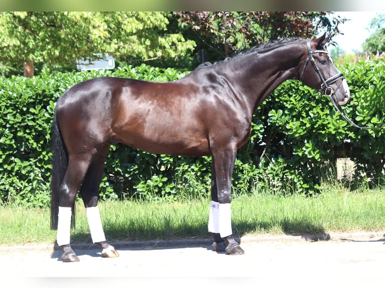 Hanoverian Gelding 5 years 16,2 hh Black in Selsingen