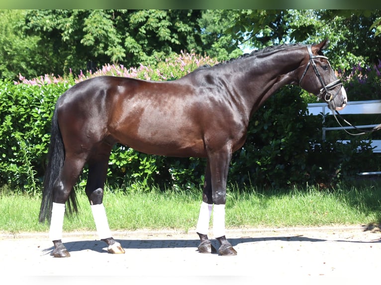 Hanoverian Gelding 5 years 16,2 hh Black in Selsingen