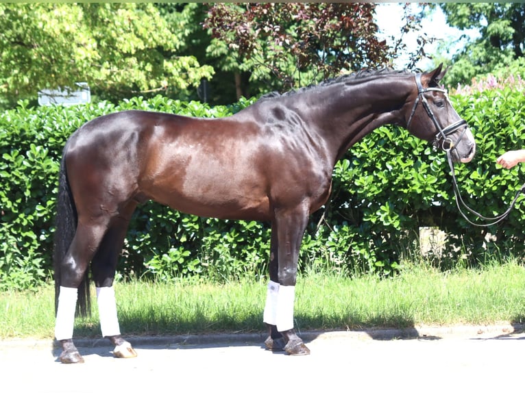 Hanoverian Gelding 5 years 16,2 hh Black in Selsingen