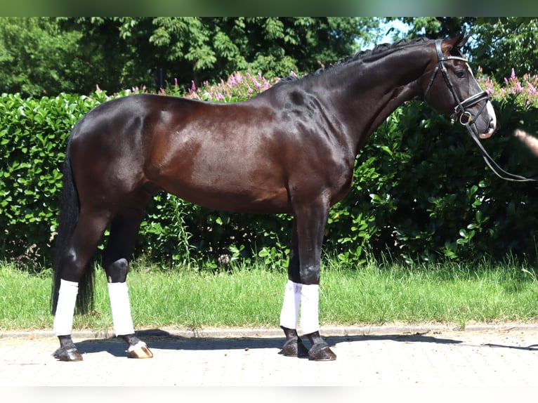 Hanoverian Gelding 5 years 16,2 hh Black in Selsingen