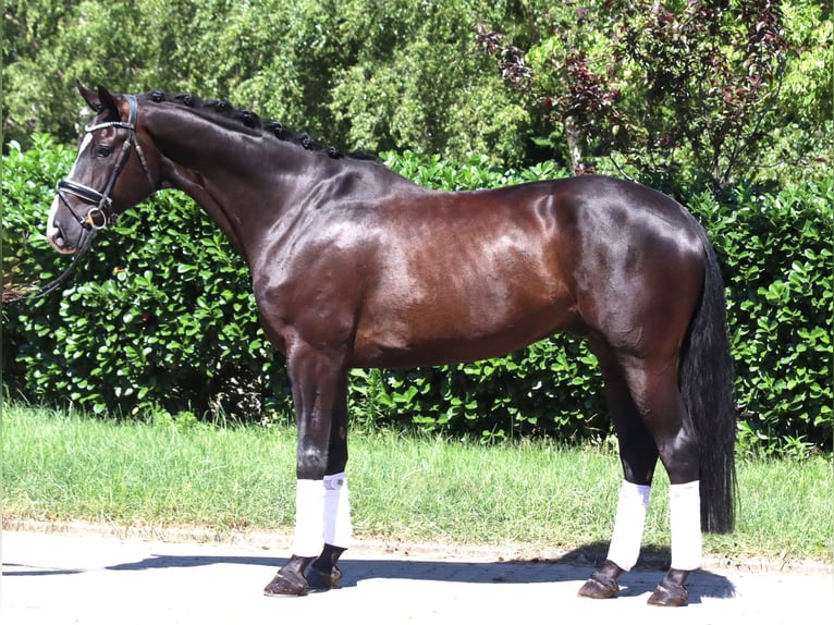 Hanoverian Gelding 5 years 16,2 hh Black in Selsingen