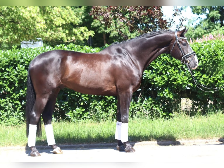 Hanoverian Gelding 5 years 16,2 hh Black in Selsingen