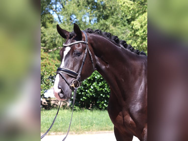 Hanoverian Gelding 5 years 16,2 hh Black in Selsingen