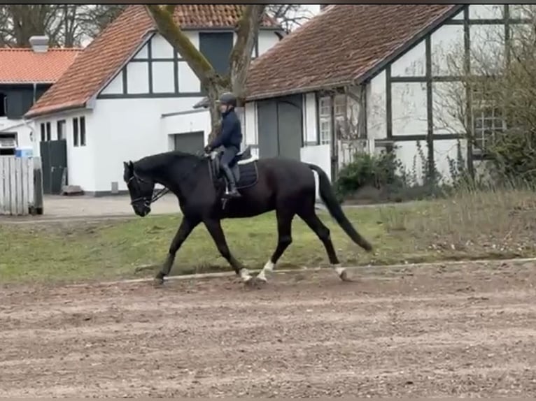 Hanoverian Gelding 5 years 16,2 hh Black in Burgwedel