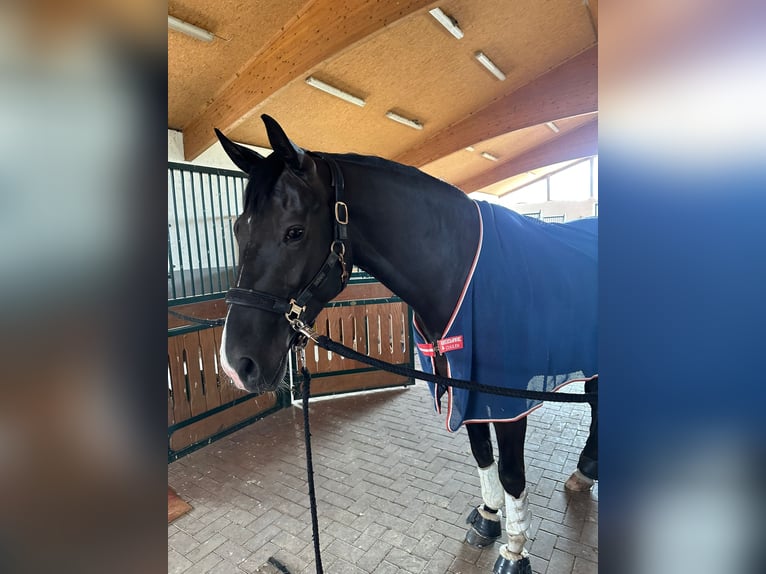 Hanoverian Gelding 5 years 16,2 hh Black in Burgwedel