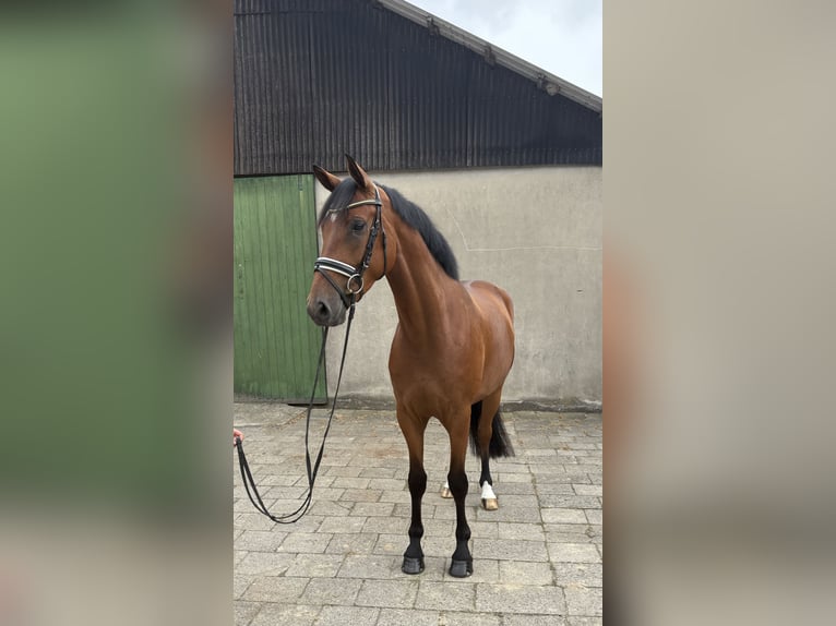 Hanoverian Gelding 5 years 16,2 hh Brown in Neuhaus an der Oste
