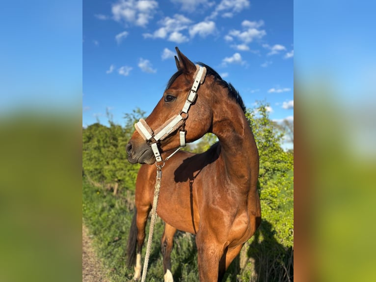 Hanoverian Gelding 5 years 16,2 hh Brown in Lilienthal Hanoverian Gelding 5 years 16,2 hh Brown in Lilienthal