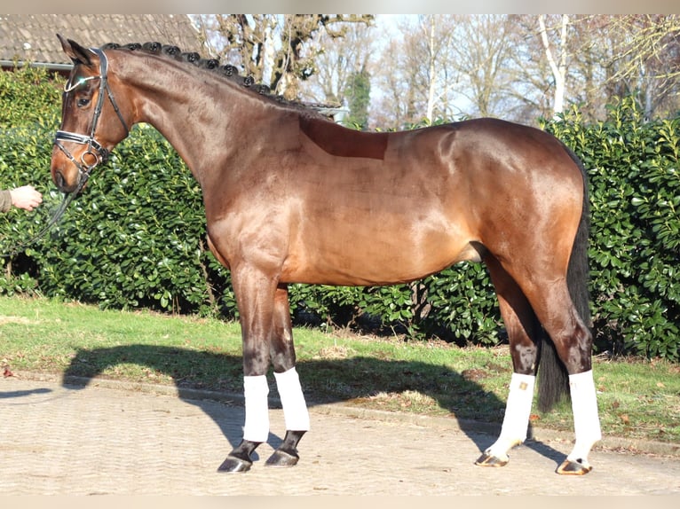 Hanoverian Gelding 5 years 16,2 hh Brown in Selsingen