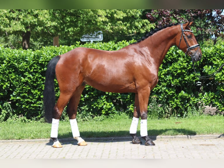 Hanoverian Gelding 5 years 16,2 hh Brown in Selsingen