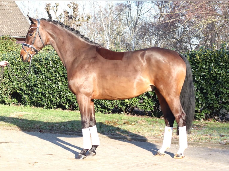Hanoverian Gelding 5 years 16,2 hh Brown in Selsingen