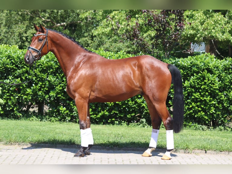 Hanoverian Gelding 5 years 16,2 hh Brown in Selsingen