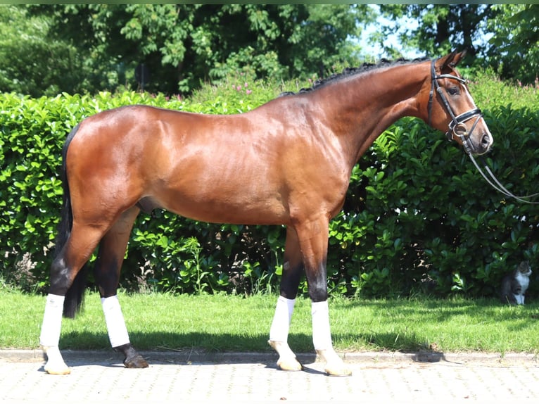 Hanoverian Gelding 5 years 16,2 hh Brown in Selsingen