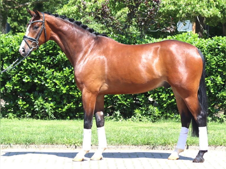Hanoverian Gelding 5 years 16,2 hh Brown in Selsingen