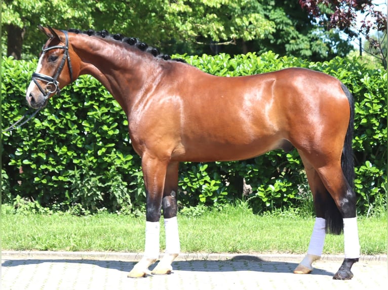 Hanoverian Gelding 5 years 16,2 hh Brown in Selsingen