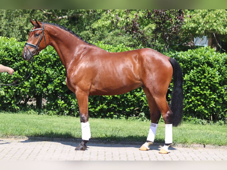 Hanoverian Gelding 5 years 16,2 hh Brown in Selsingen