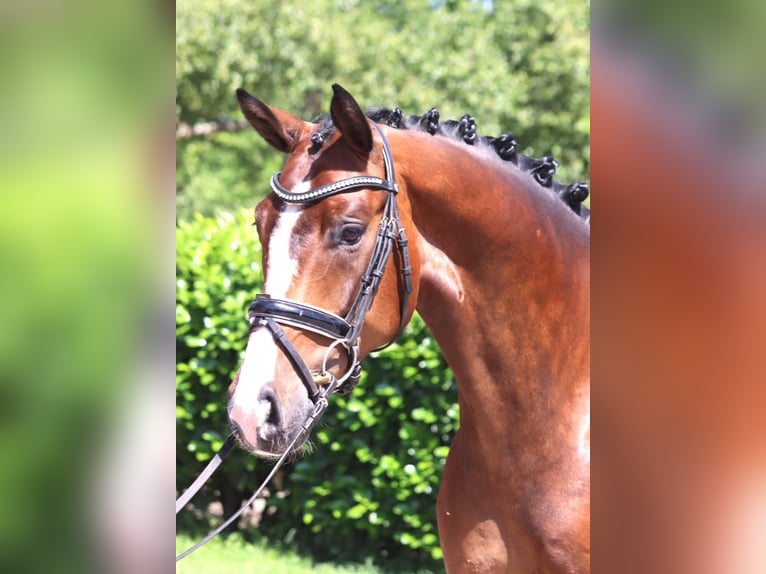 Hanoverian Gelding 5 years 16,2 hh Brown in Selsingen
