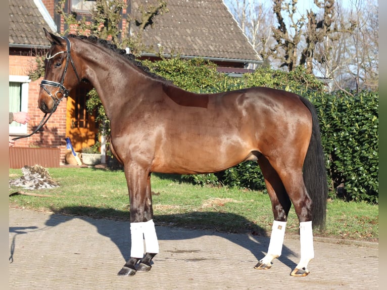 Hanoverian Gelding 5 years 16,2 hh Brown in Selsingen