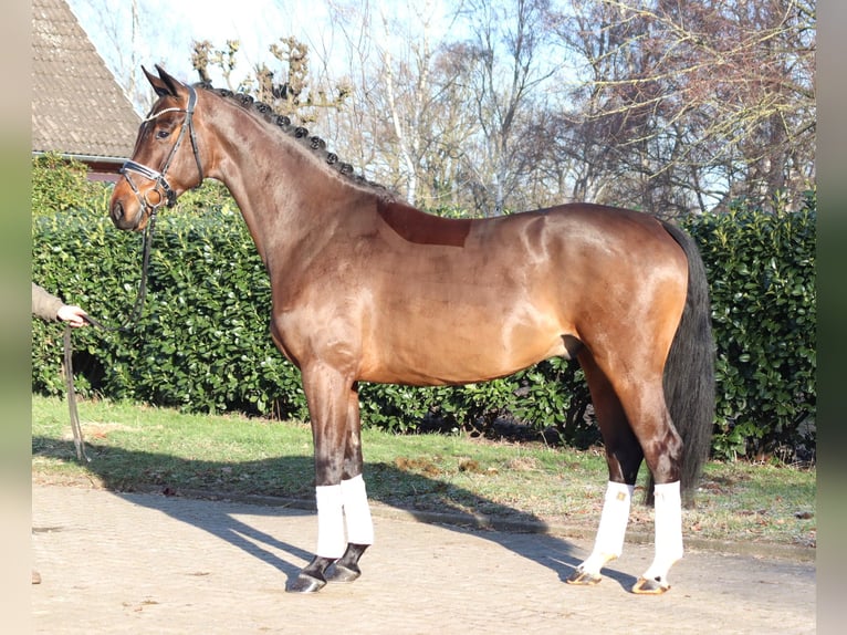 Hanoverian Gelding 5 years 16,2 hh Brown in Selsingen