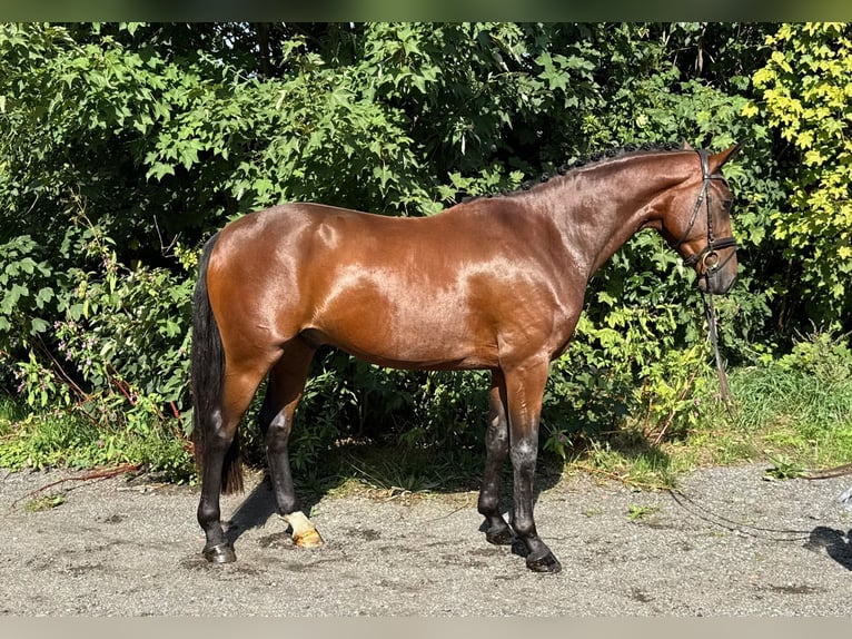 Hanoverian Gelding 5 years 16,2 hh Brown in Hamm