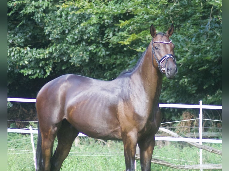 Hanoverian Gelding 5 years 16,2 hh Brown in Alfstedt