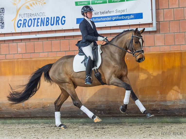 Hanoverian Gelding 5 years 16,2 hh Brown in Verden