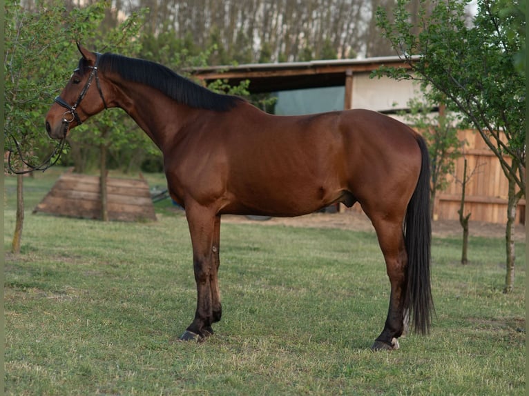 Hanoverian Gelding 5 years 16,2 hh Brown-Light in Szatymaz