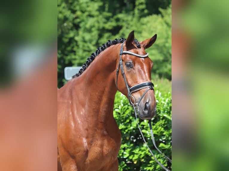 Hanoverian Gelding 5 years 16,2 hh Brown in Selsingen