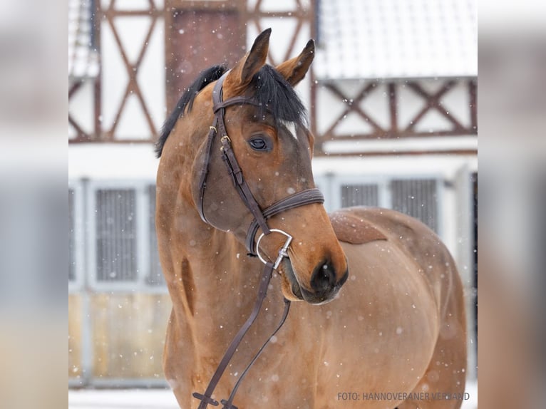 Hanoverian Gelding 5 years 16,2 hh Brown in Verden